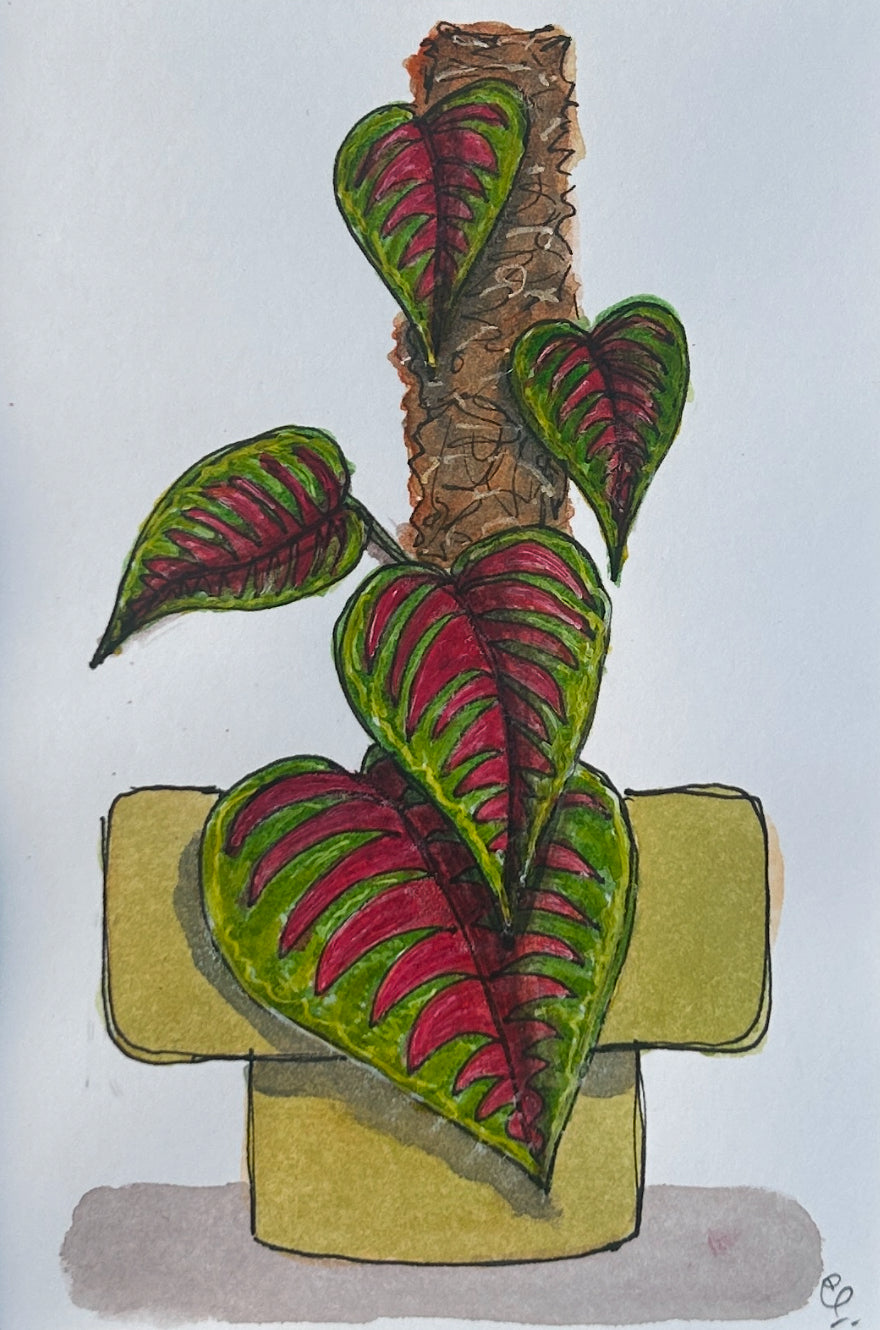 An A6 (postcard sized) watercolour and ink pen illustration of a fabulous climbing plant in a large green pot.