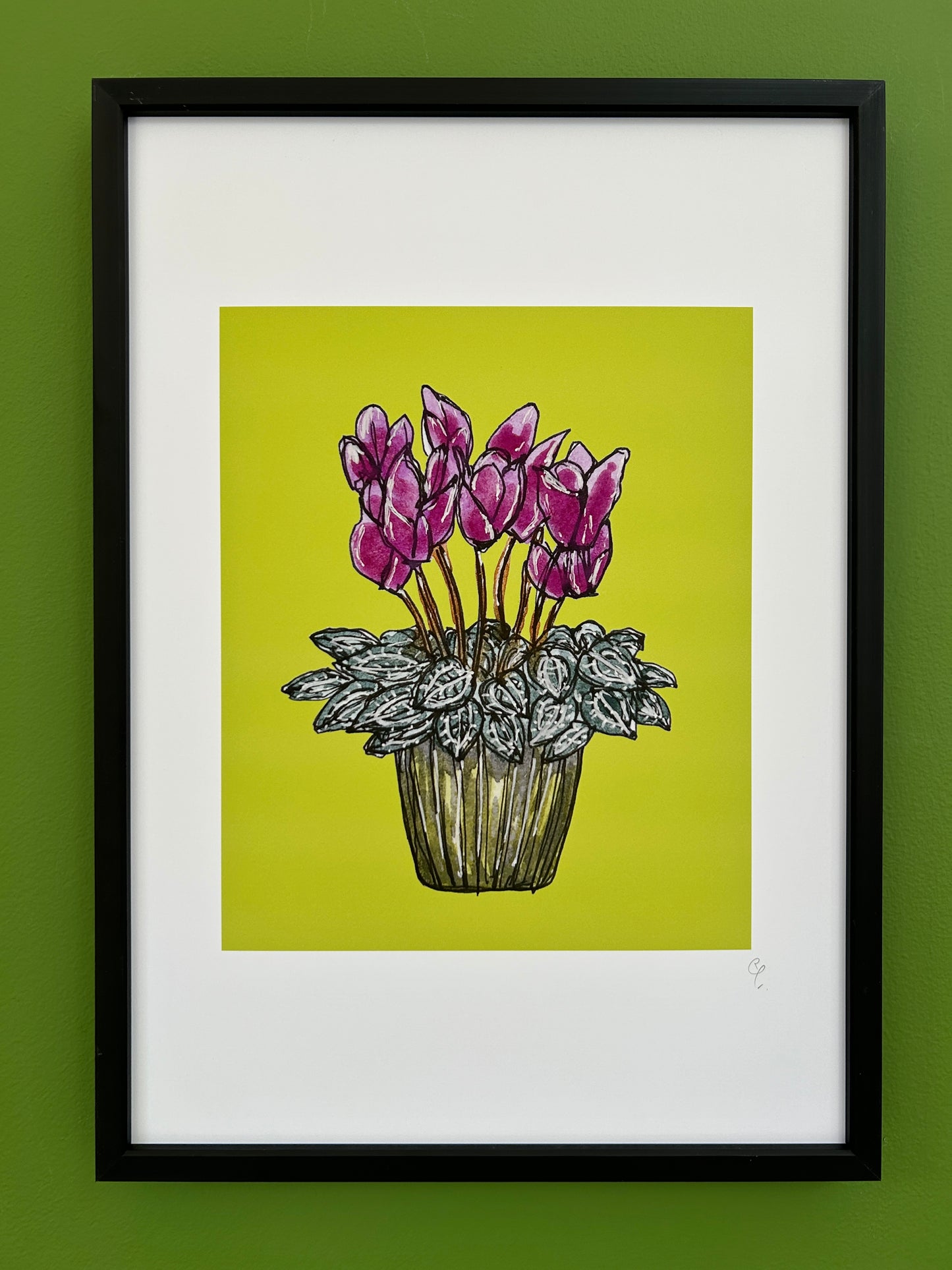 A4 print of a cyclamen plant with pink flowers, on a lime green background