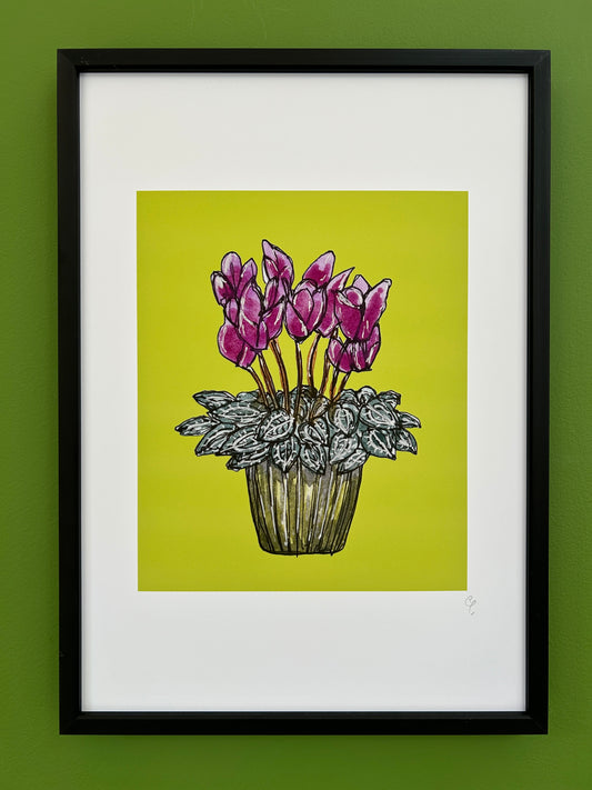 A4 print of a cyclamen plant with pink flowers, on a lime green background