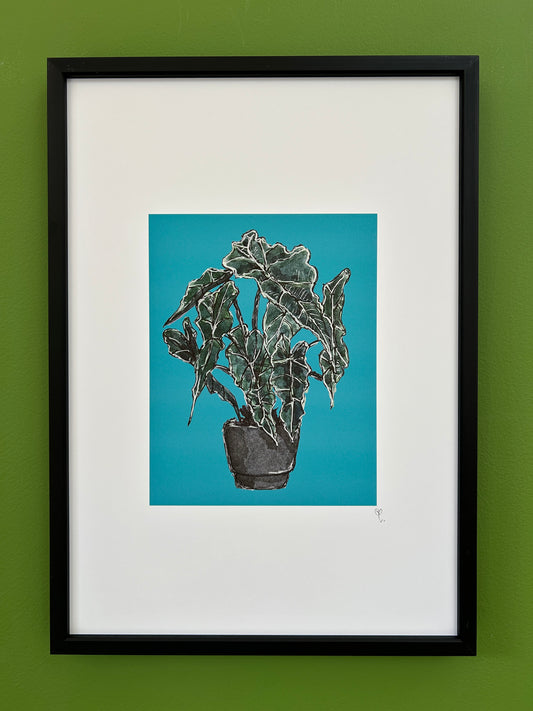 A4 print of an Elephants Ear or Kris plant on a turquoise blue background