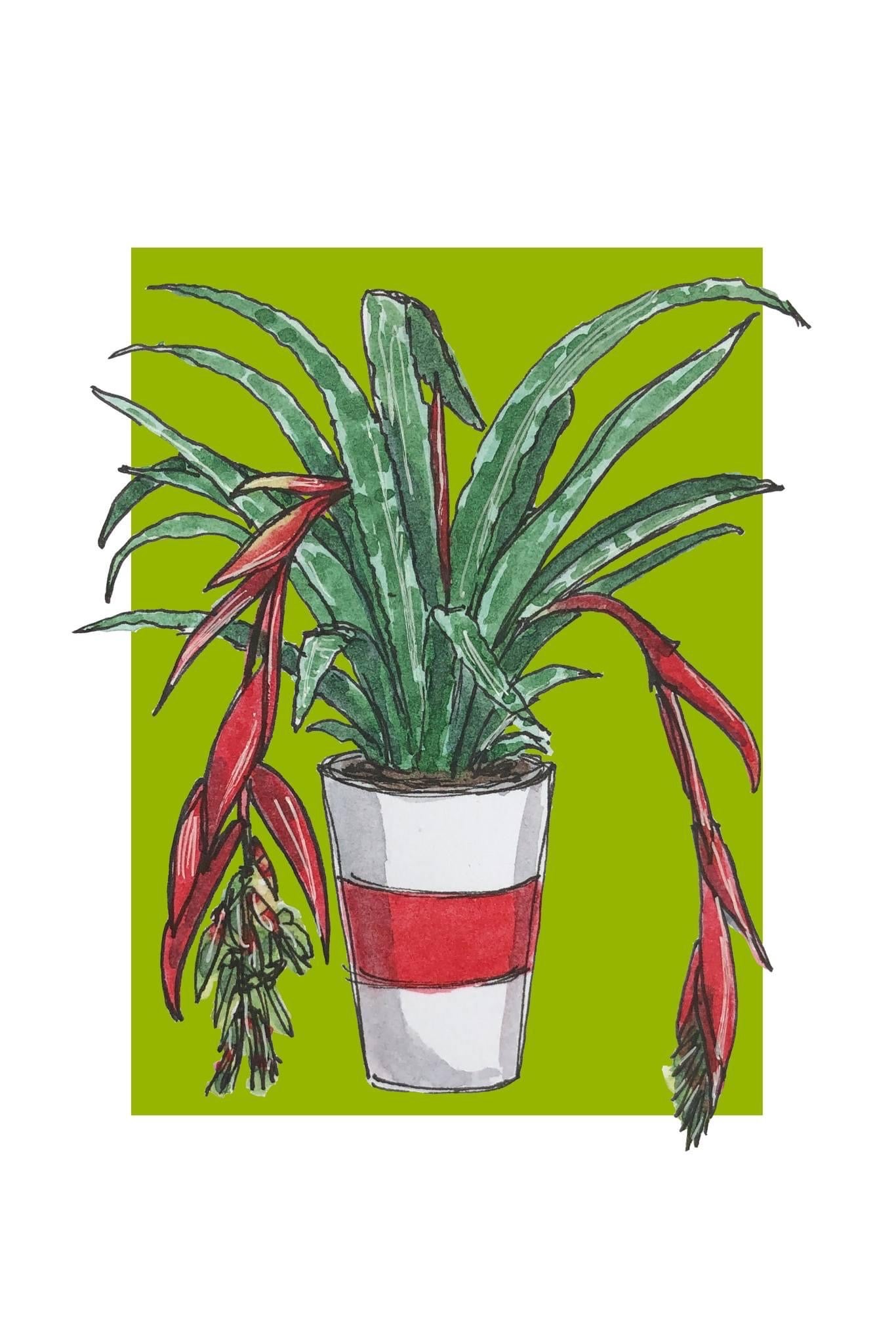 A5 print of a Queen's tears plant, with red flowers, on a lime green background