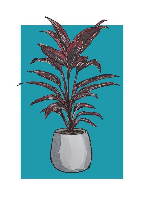 A5 print of a Ti plant on a dusky turquoise background