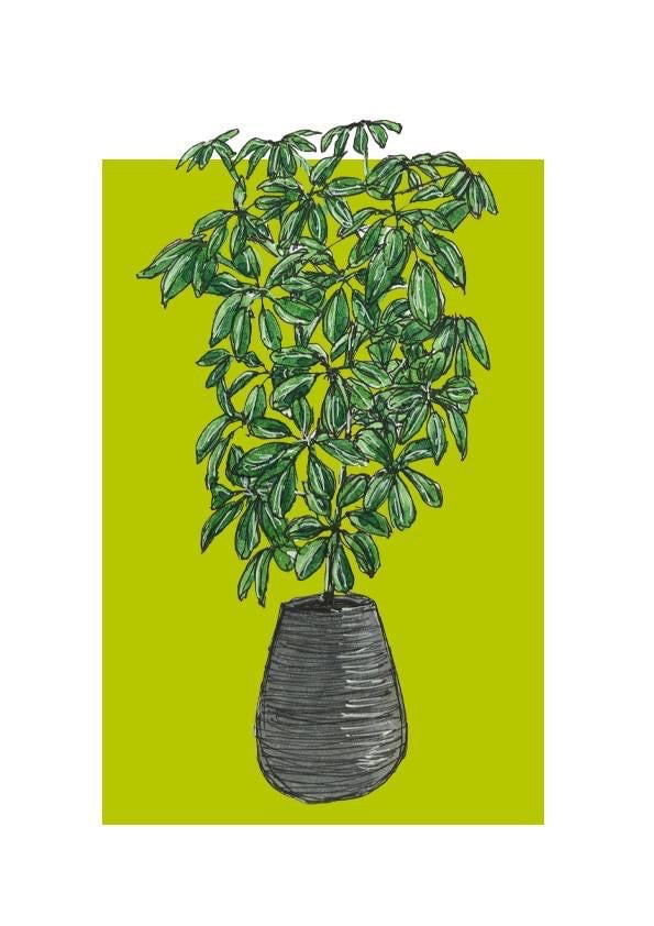 A5 print of an umbrella plant on a lime green background