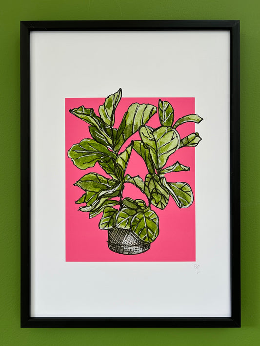 A4 print of a fiddle leaf fig plant on a vibrant pink background