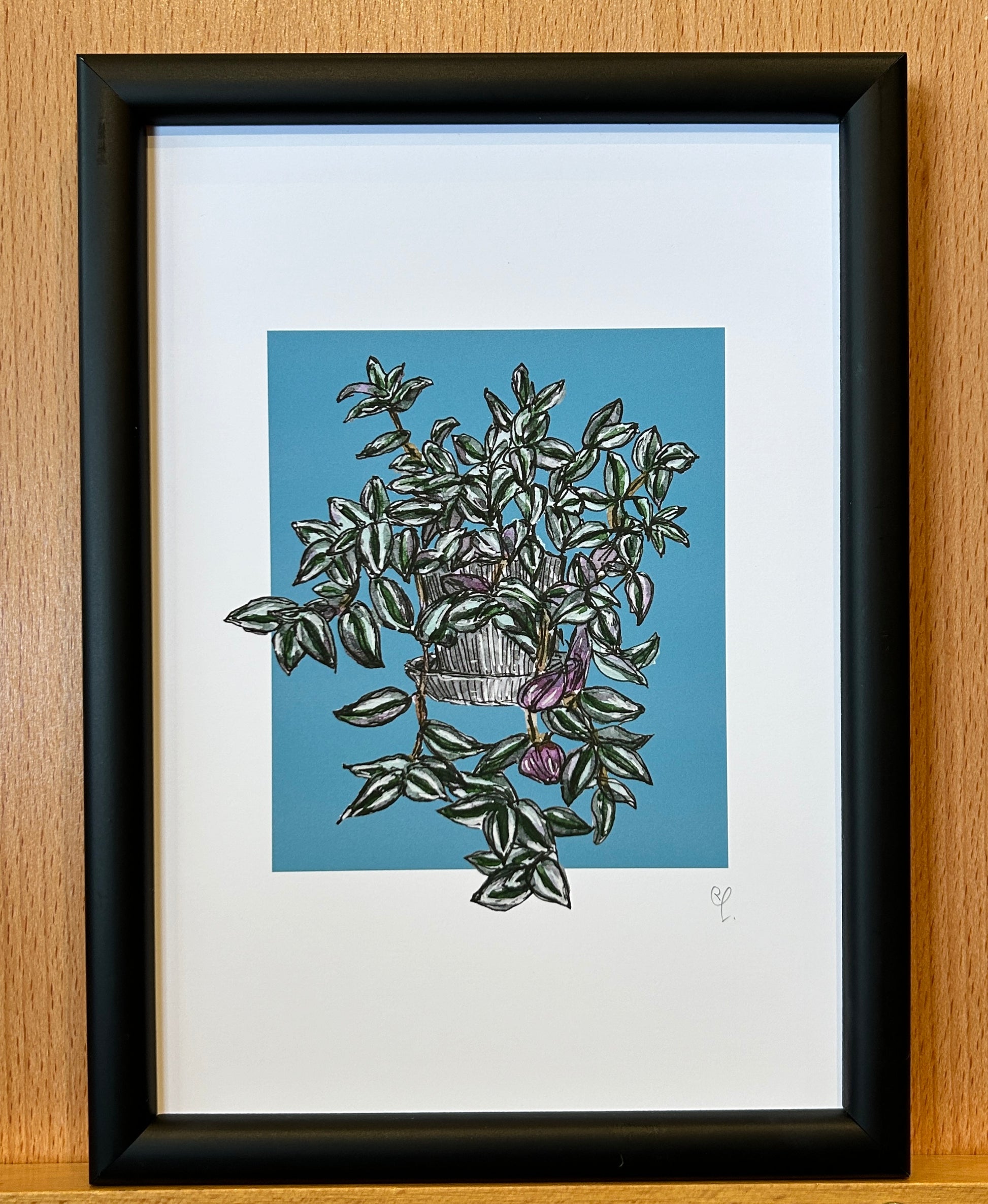 A5 print of a Trandescantia zebrina or inch plant, on a turquoise blue background