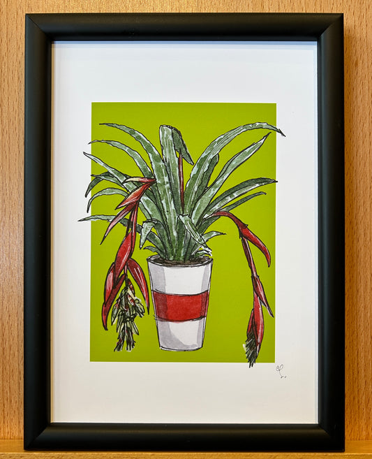 A5 print of a Queen's tears plant, with red flowers, on a lime green background 