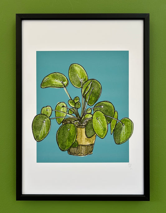 A4 print of a Chinese money plant, or pilea, on a dusky turquoise background 