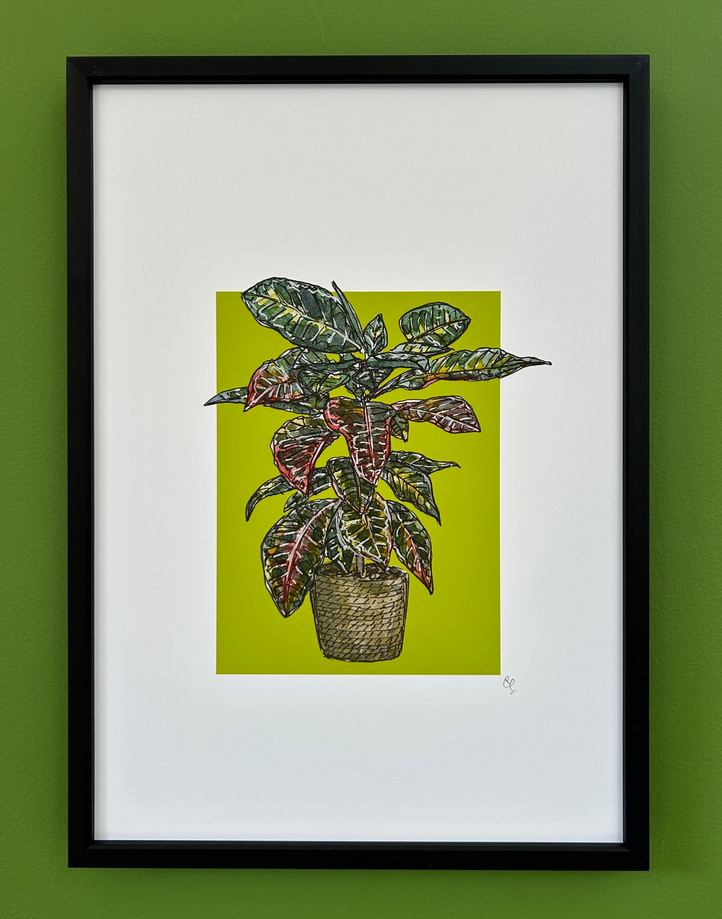 A4 print of a Joseph's coat croton on a lime green background 