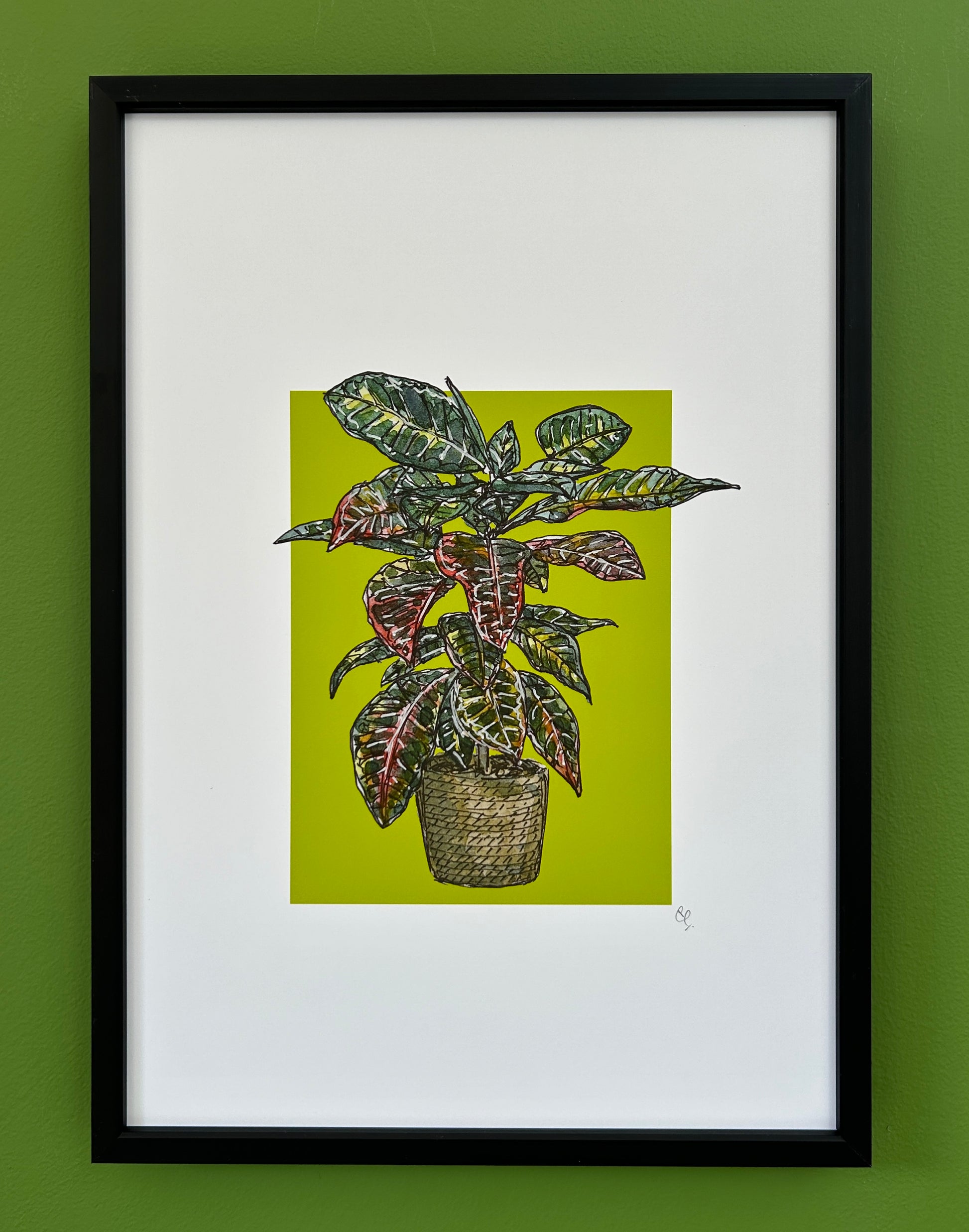 A4 print of a Joseph's coat croton on a lime green background 