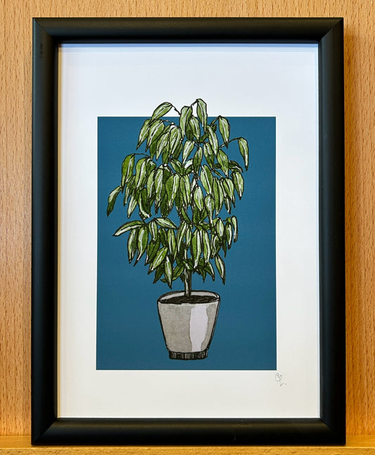 A5 print of a weeping fig plant on a petrol blue background 