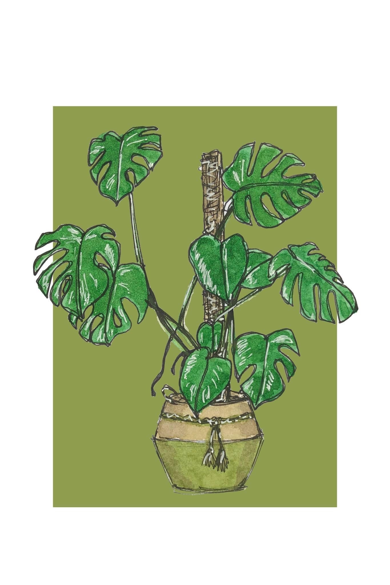 A4 print of a Monstera or Swiss Cheese plant on a bold green background 