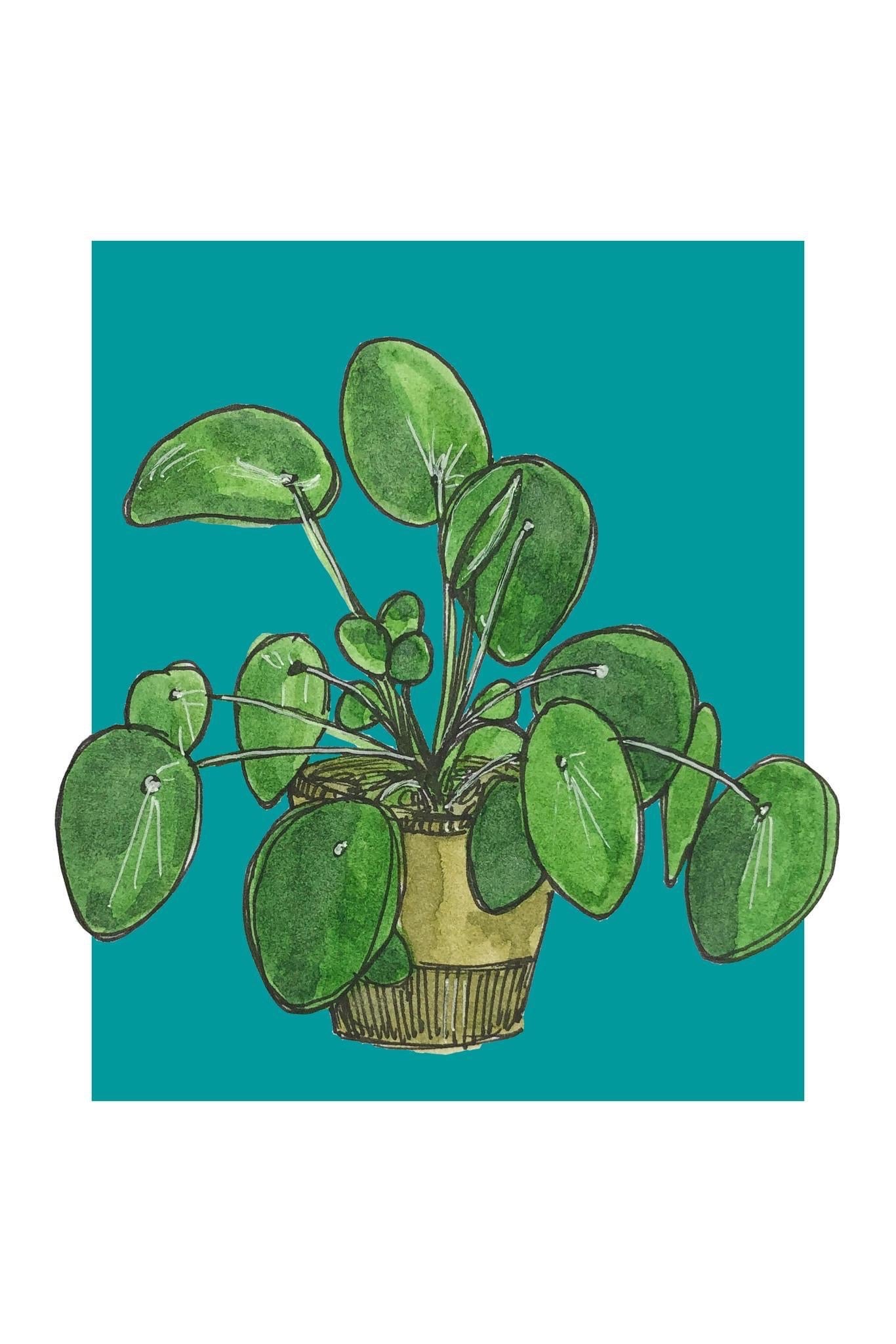 A4 print of a Chinese money plant, or pilea, on a dusky turquoise background 