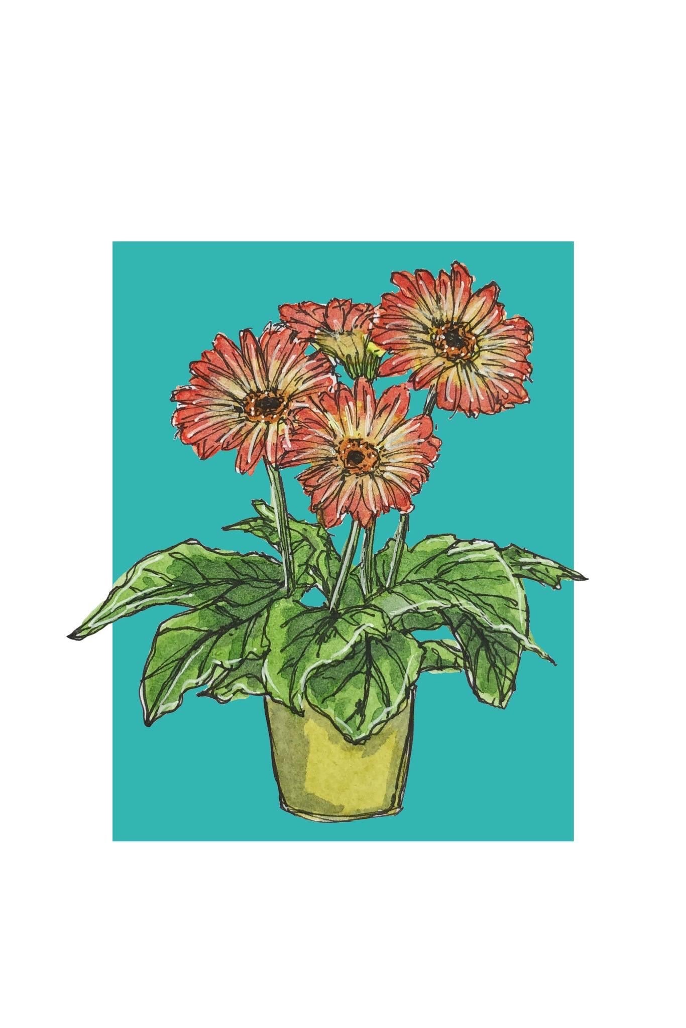 A4 print of a gerbera plant with orange flowers, on a turquoise blue background 