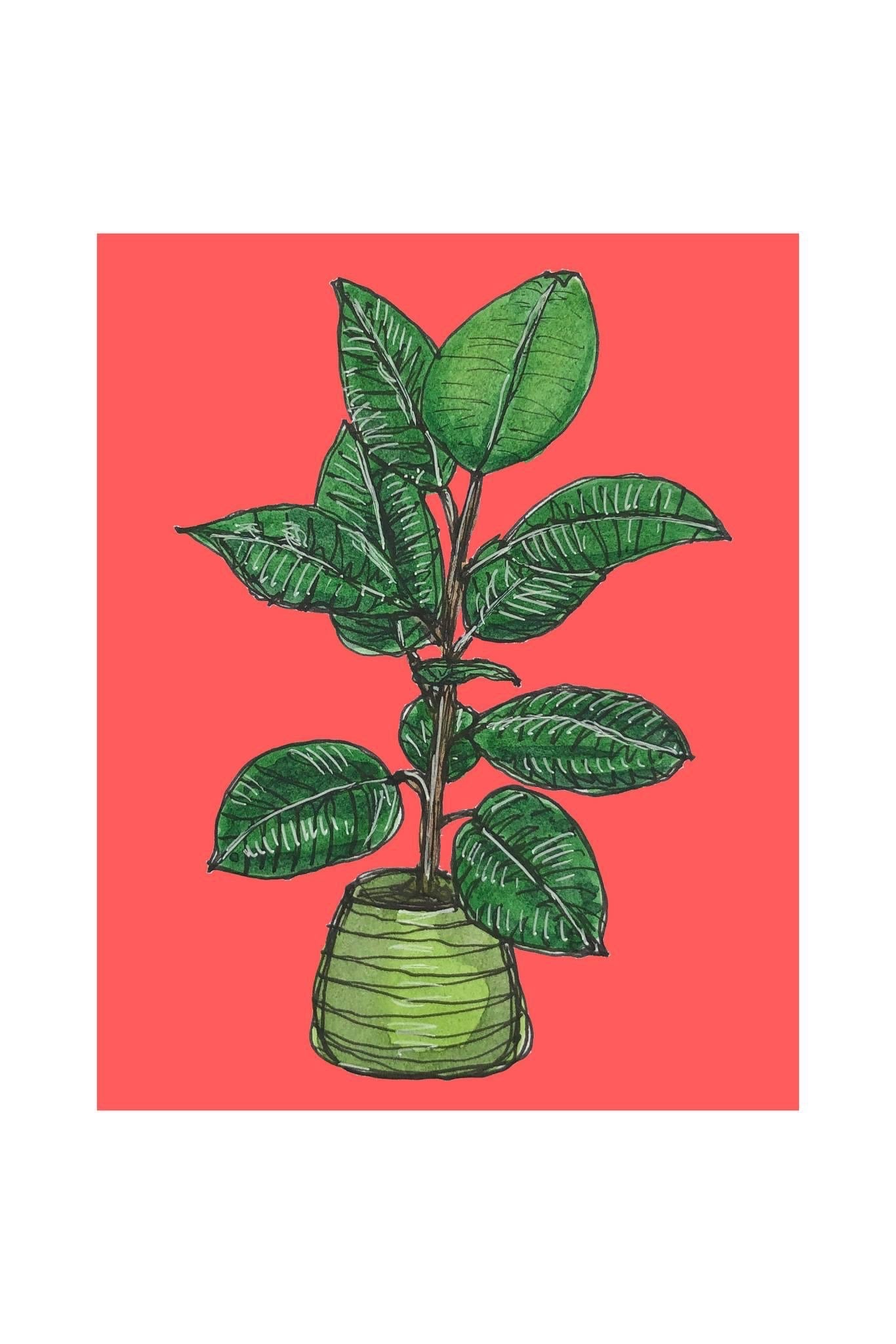 A4 print of a rubber plant, on a vibrant red background 