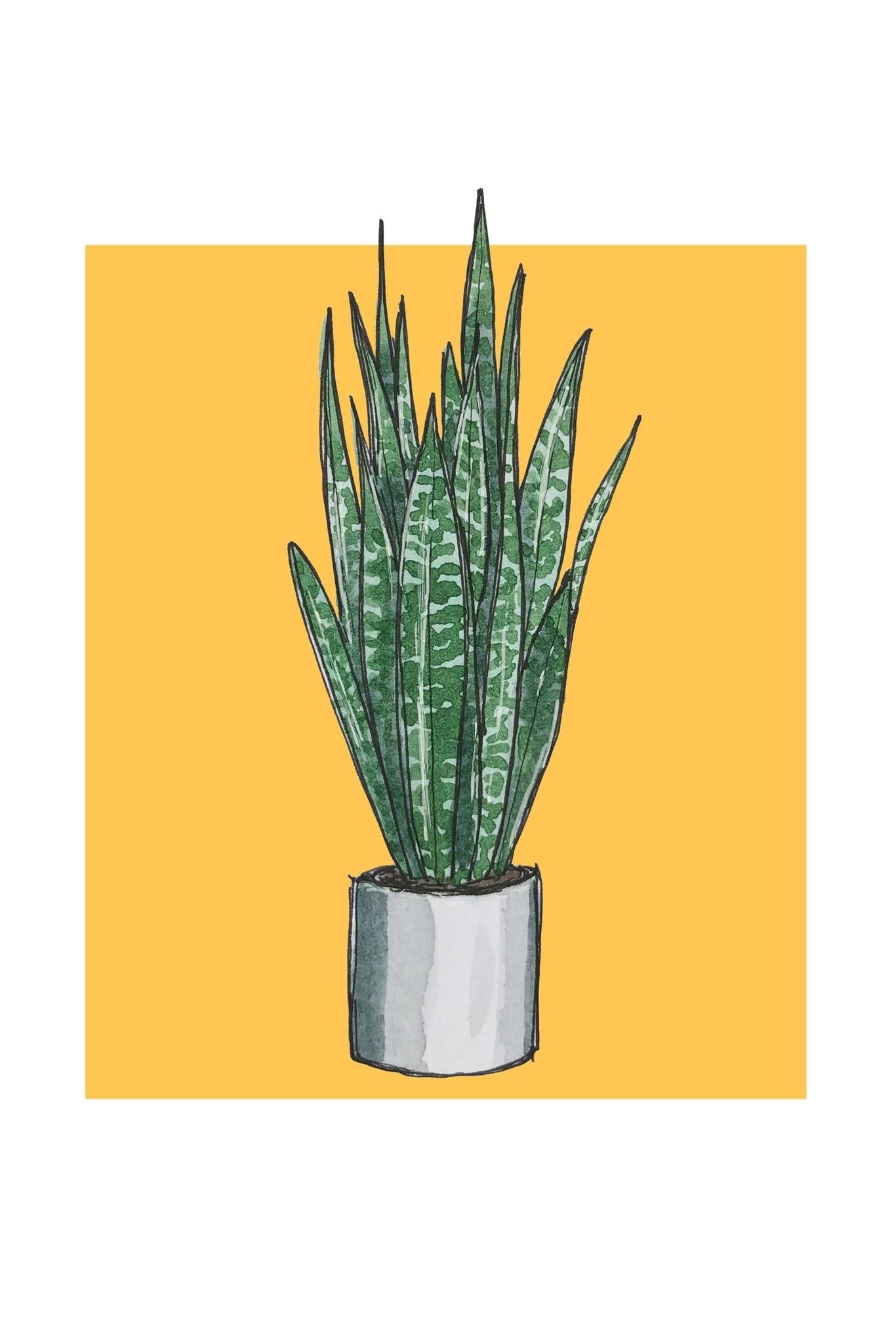 A5 print of a snake plant, on a deep yellow background 