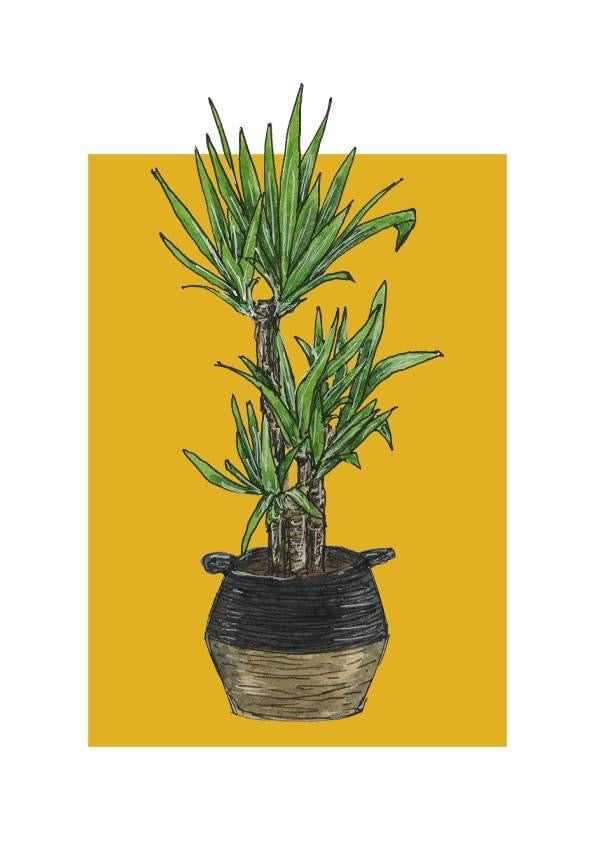 A5 print of a yucca plant on a vibrant yellow background 