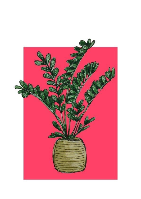 A5 print of a ZZ plant, or Zamioculcas zamifolia,  on a bright pink-red background 