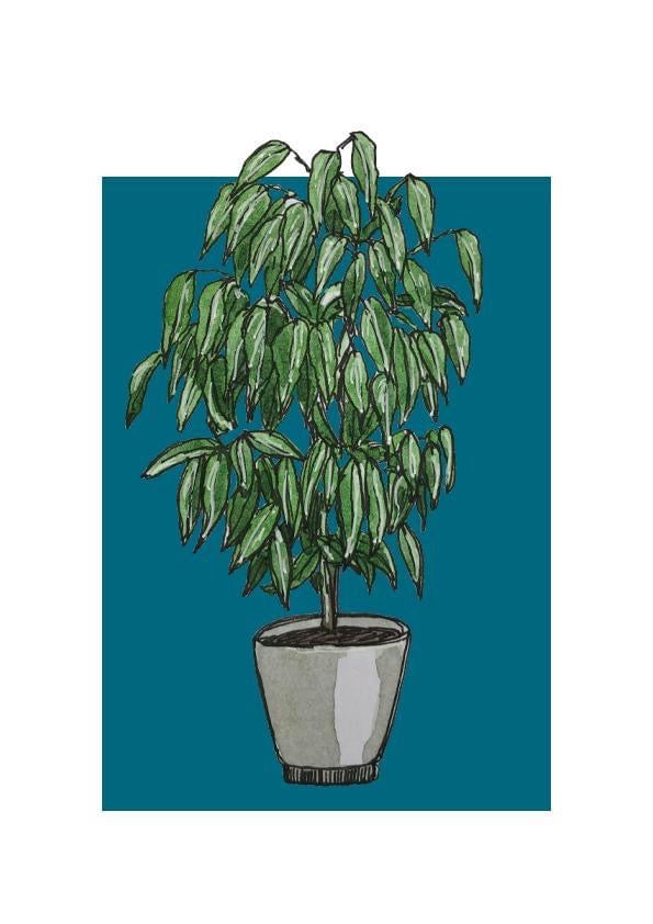 A5 print of a weeping fig plant on a petrol blue background 